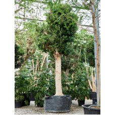 Ficus microcarpa 'Nitida'