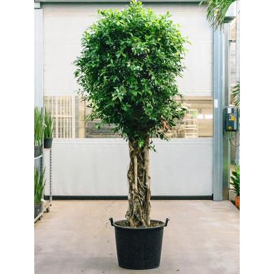 Растение горшечное Фикус/Ficus nitida