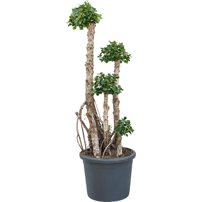 Растение горшечное Фикус/Ficus panda compacta