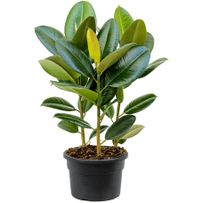 Ficus elastica 'Robusta'