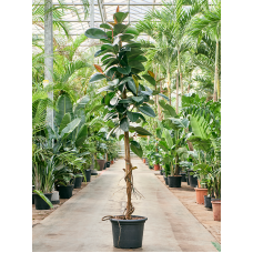 Ficus elastica 'Robusta'