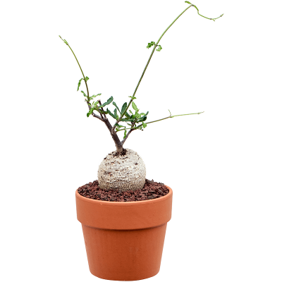 Растение горшечное Горшечные/Fockea edulis