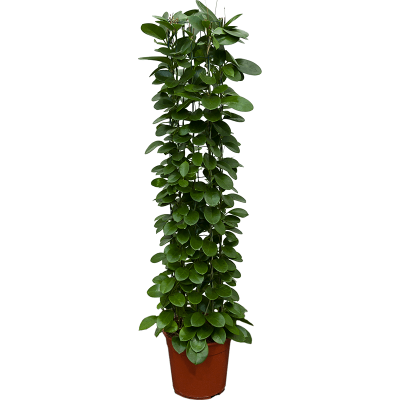 Растение горшечное Хойя/Hoya australis