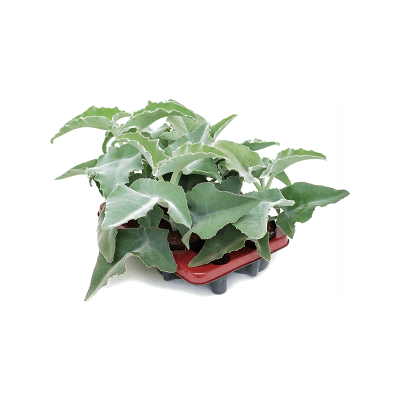 Растение горшечное Каланхое/Kalanchoe beharensis 4/tray