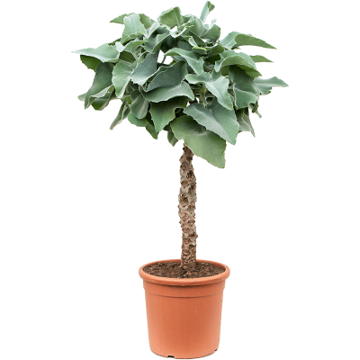 Растение горшечное Каланхое/Kalanchoe beharensis