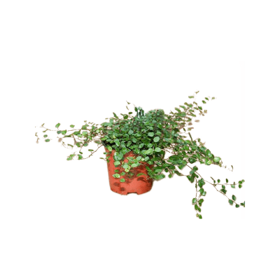 Растение горшечное Мюленбекия/Muehlenbeckia 'Complexa Mao'ri' 18/tray