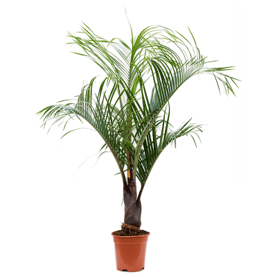 Растение горшечное Неодипсис/Neodypsis decaryi