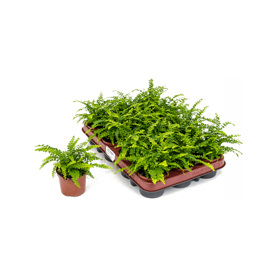 Растение горшечное Нефролепис/Nephrolepis cordifolia 'Duffii' 12/tray