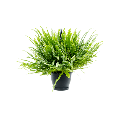 Растение горшечное Нефролепис/Nephrolepis exaltata 'Green Lady'