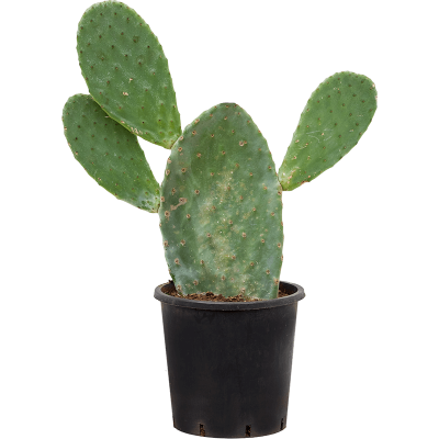 Растение горшечное Опунция/Opuntia indica