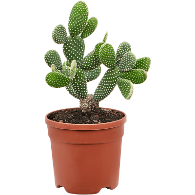Растение горшечное Опунция/Opuntia microdasys 'Albispina'