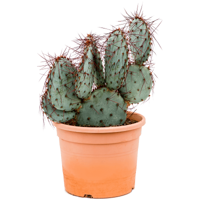 Растение горшечное Опунция/Opuntia capocentra