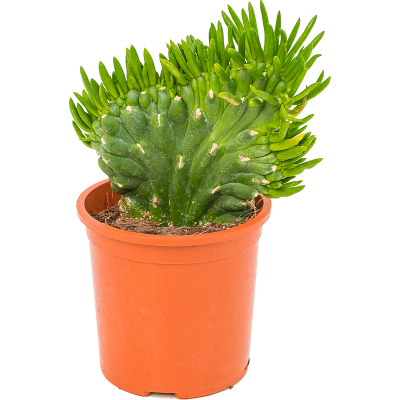 Растение горшечное Опунция/Opuntia subulata