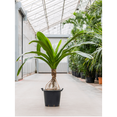 Spathiphyllum 'Vivaldi' 6/tray