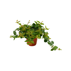 Peperomia angulata 'Rocca Scuro' 6/tray