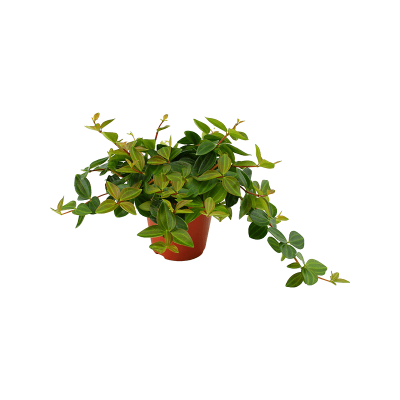 Растение горшечное Пеперомия/Peperomia angulata 'Rocca Scuro' 6/tray
