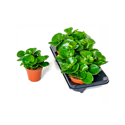 Растение горшечное Пеперомия/Peperomia obtusifolia 6/tray