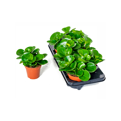 Растение горшечное Пеперомия/Peperomia obtusifolia 4/tray