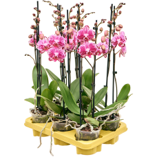 Phalaenopsis 'Molly' 6/tray