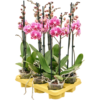 Растение горшечное Фаленопсис/Phalaenopsis 'Molly' 6/tray