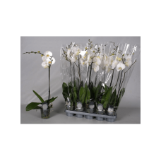 Phalaenopsis 10/tray