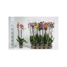 Phalaenopsis extra mix 10/tray