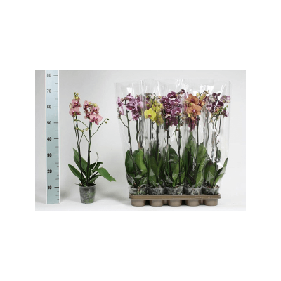 Растение горшечное Фаленопсис/Phalaenopsis extra mix 10/tray