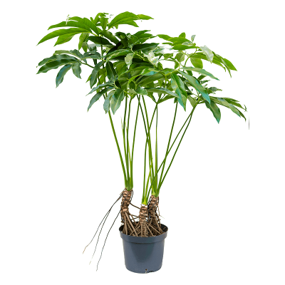 Растение горшечное Филодендрон/Philodendron 'Fun bun'