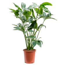 Philodendron 'Green Wonder'