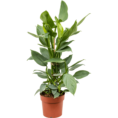 Растение горшечное Филодендрон/Philodendron hastatum