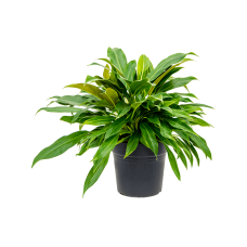 Philodendron 'Little Phil'