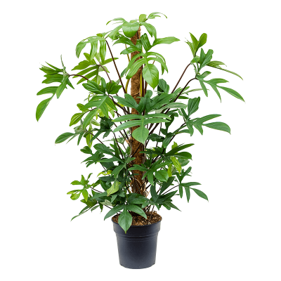 Растение горшечное Филодендрон/Philodendron pedatum