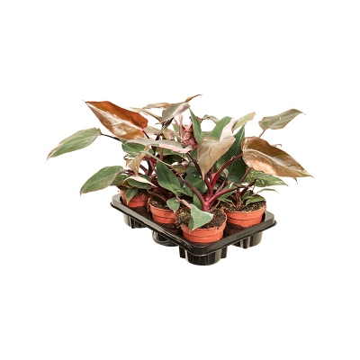 Растение горшечное Филодендрон/Philodendron 'Pink Princess' 6/tray