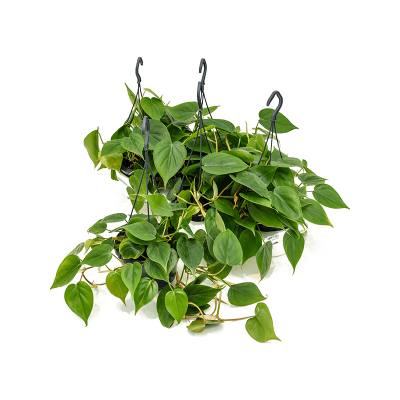 Растение горшечное Филодендрон/Philodendron scandens 4/tray