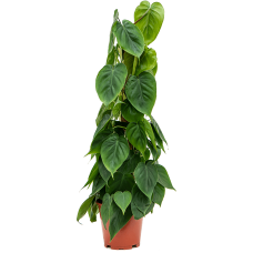 Philodendron scandens