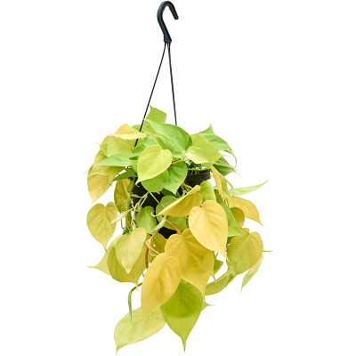 Растение горшечное Филодендрон/Philodendron scandens 'Lemon Lime'