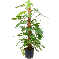 Philodendron squamiferum