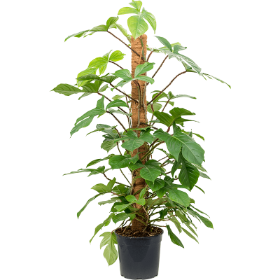 Растение горшечное Филодендрон/Philodendron squamiferum