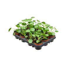 Pilea peperomioides 12/tray