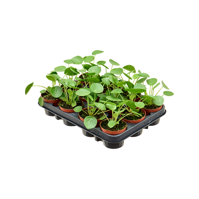 Растение горшечное Пилея/Pilea peperomioides 12/tray