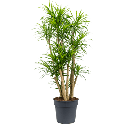 Растение горшечное Плеомеле/Pleomele (Dracaena) 'Anita Variegata'