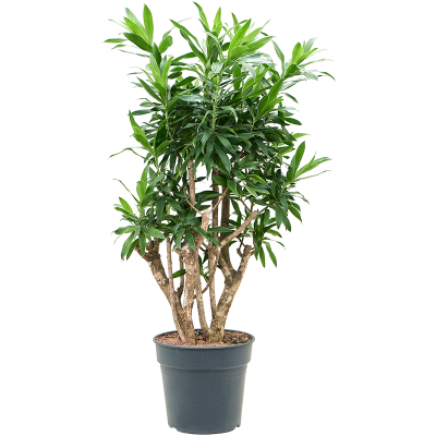Растение горшечное Плеомеле/Pleomele (Dracaena) reflexa