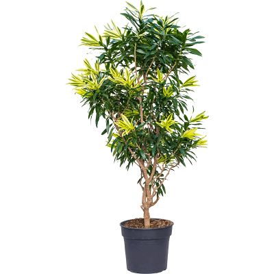 Растение горшечное Плюмерия/Pleomele (Dracaena) reflexa 'Song of Sri Lanka'