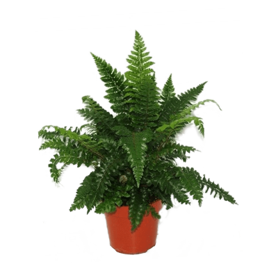 Растение горшечное Многорядник/Polystichum polyblephanum 10/tray