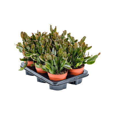 Растение горшечное Рипсалис/Rhipsalis agudoensis 6/tray