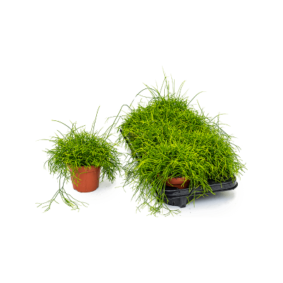 Растение горшечное Рипсалис/Rhipsalis cassutha 6/tray