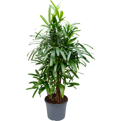 Растение горшечное Рапис/Rhapis excelsa