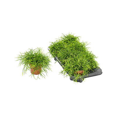 Растение горшечное Рипсалис/Rhipsalis cashero 6/tray