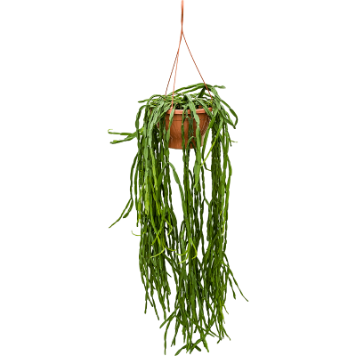 Растение горшечное Рипсалис/Rhipsalis paradoxa