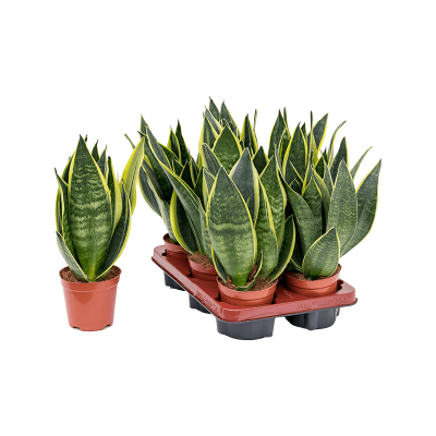 Растение горшечное Сансевиерия/Sansevieria trifasciata 'Canary' 6/tray